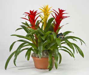 Bromeliad. Kents Bromeliad Nursery, Ltd. Mark Mauthner photo.