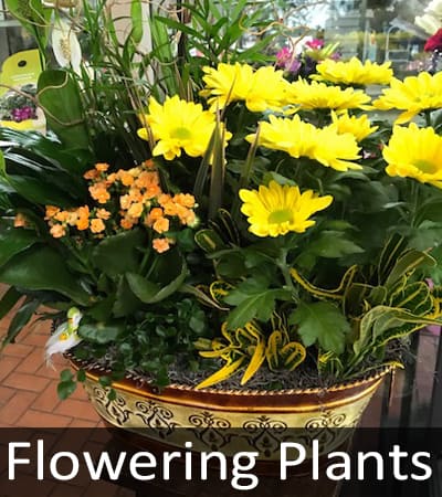 Flowering Plants 1