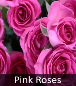 Pink Roses 1