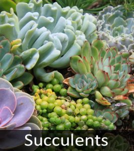 Succulents 1