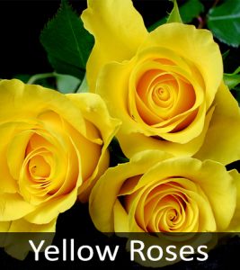 Yellow Roses 1