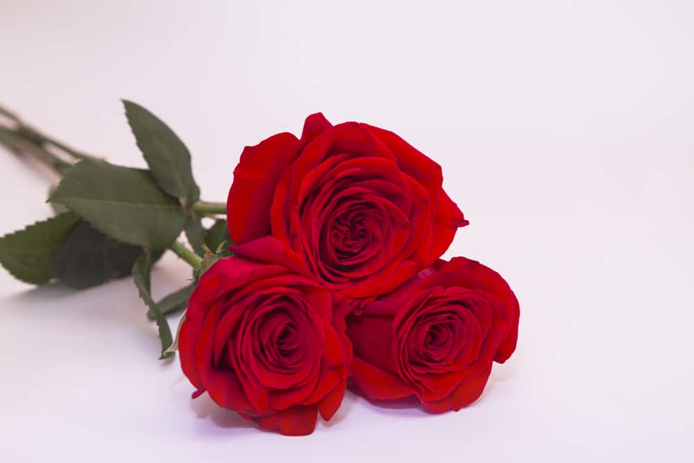 Mayfield Florist has fresh Roses for Valentine’s Day