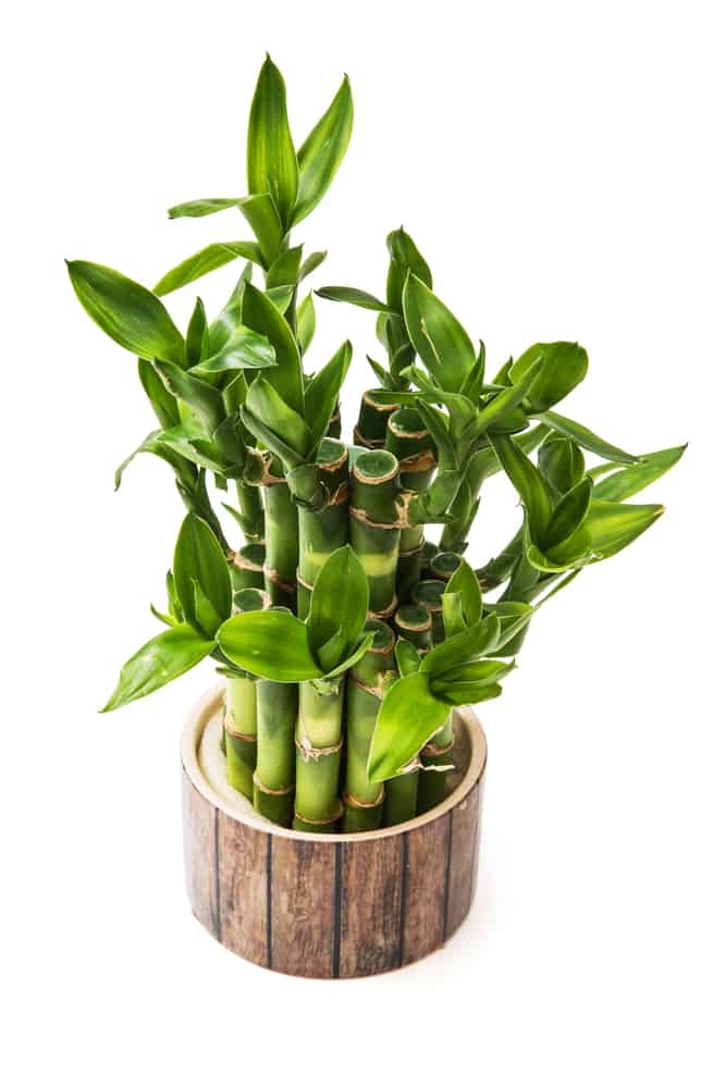 Mayfield Florist has Fresh, Creative and Gorgeous House Plants for Home or Office