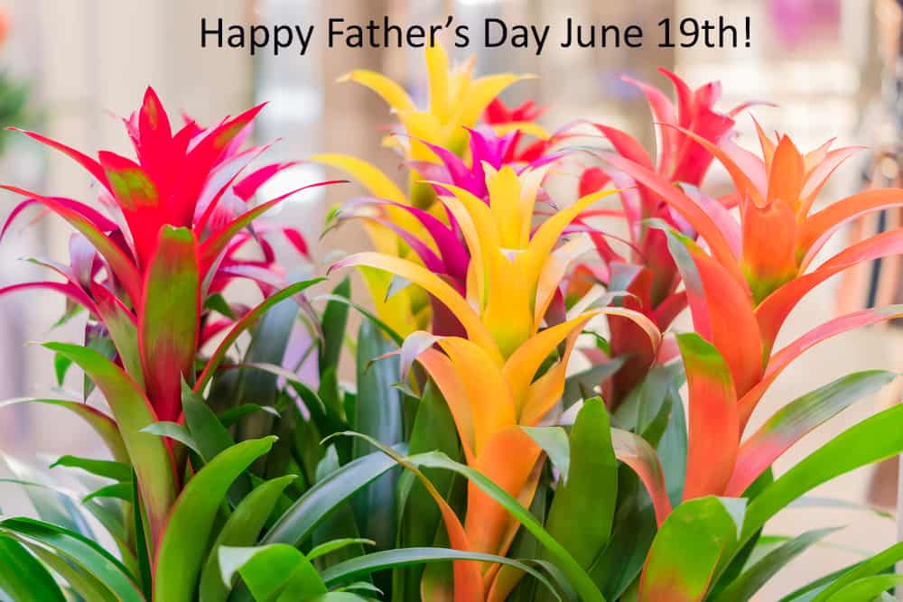 Send Dad the Finest Father’s Day Floral Gifts from Mayfield Florist