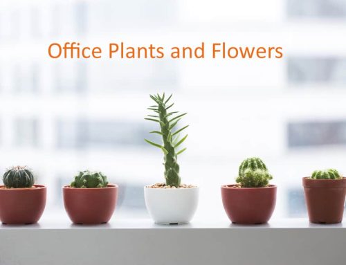Add to Your Office Decor with Amazing Plants from Mayfield Florist