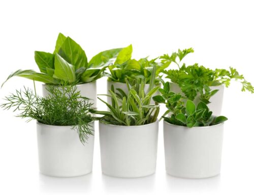 Kick Start Back to School with Our Plant Gifts for Teachers, Students and Parents!