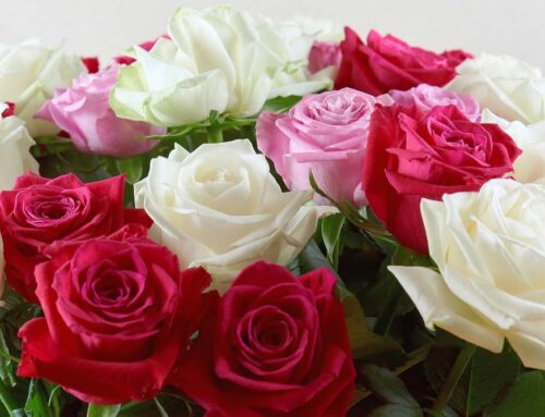 Our Large Selection of Fresh Mixed Roses Will Make Any Occasion Special!