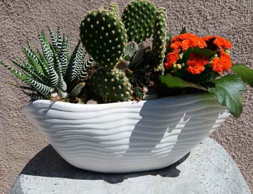 Transform Your Summer Outdoor Space with Stunning Succulent Patio Décor