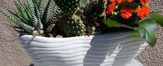 Mayfield Florist Southwestern Cactus & Succulent Gardens Voted Best Florist in Tuscon Arizona