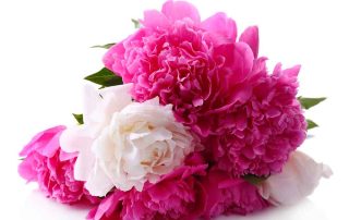 Mayfield Florist offers Popular Flowers for October Breast Cancer Awareness Month