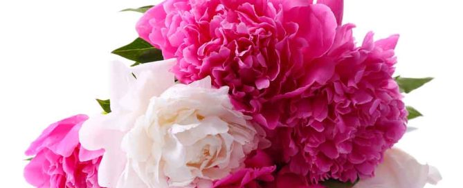 Mayfield Florist offers Popular Flowers for October Breast Cancer Awareness Month