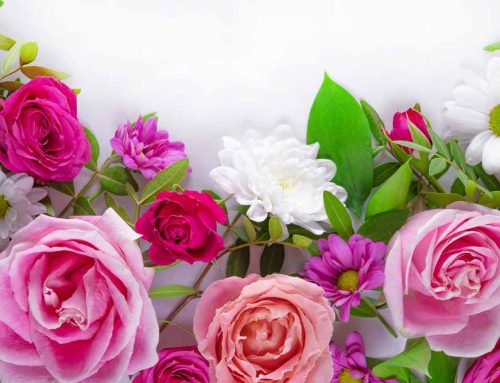 Celebrate New Arrivals with Mayfield Florist Heartfelt Flowers and Plants