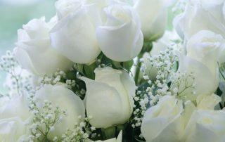 Mayfield Florist has white Roses for New Years