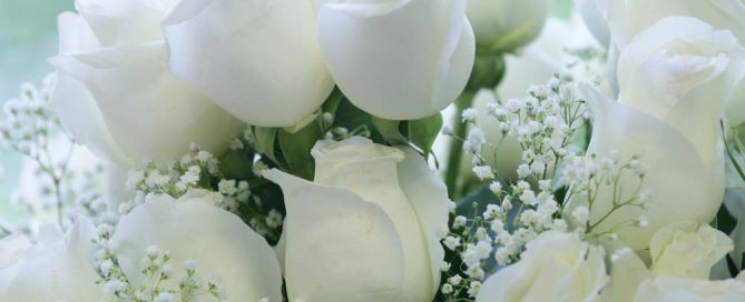 Mayfield Florist has white Roses for New Years