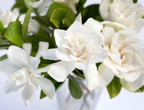 Saint Patrick’s Day Flowers Bring a Touch of Joy and Excitement to Schools