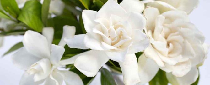 Cape jasmine or garden gardenia, gerdenia flower