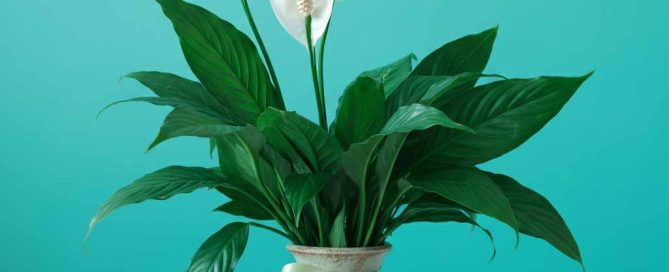 Administrative Professionals Day Peace Lily