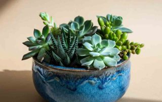Succulent Garden Dish for Father's Day