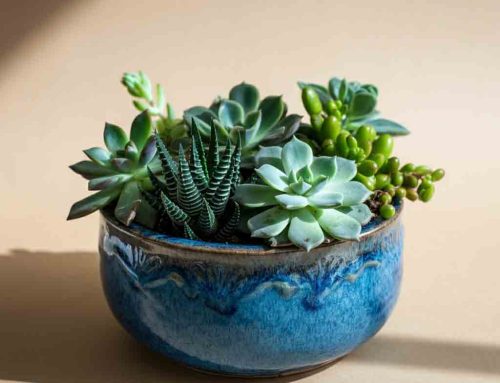 Father’s Day Plants and Flowers are the Perfect Way to Celebrate and Honor Dad