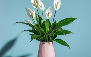 Mother's Day Peace Lily