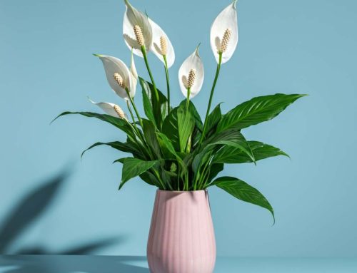 Mother’s Day Plants are Perfect for Showing Appreciation and Love