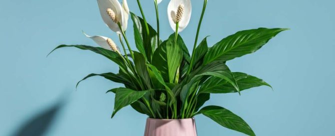 Mother's Day Peace Lily