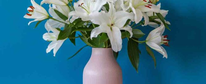 Lilies for Teacher Thank you