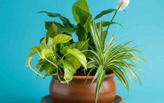 Pothos, Snake and Peace Lily Plant in a garden dish