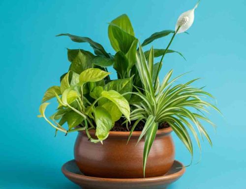 Celebrate the New Academic Year with Back to School Flowers