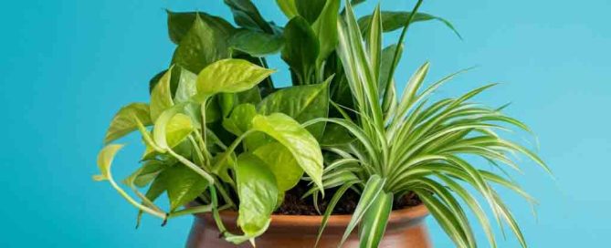 Pothos, Snake and Peace Lily Plant in a garden dish