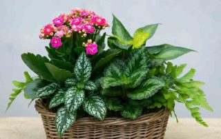 Wicker Basket of Mixed Plants as Fall Decor