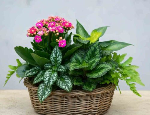 Fall Plants and Flowers Bring the Warm Hues of Autumn into any Home or Dorm