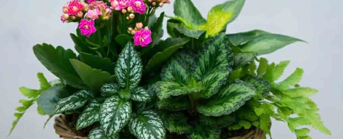 Wicker Basket of Mixed Plants as Fall Decor